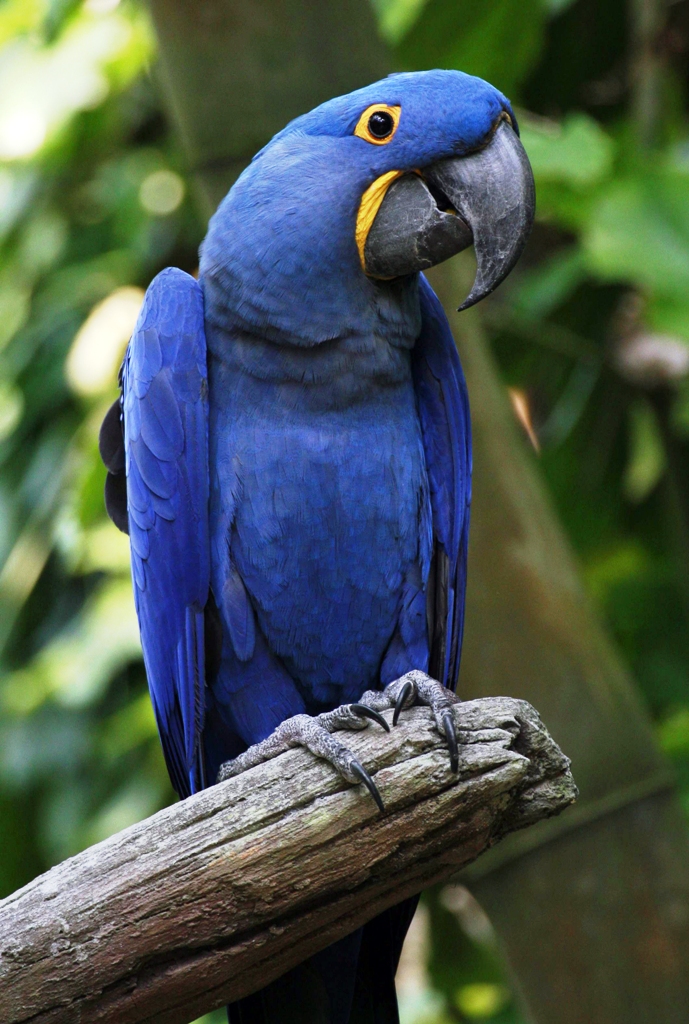 14. Hyacinth Macaw