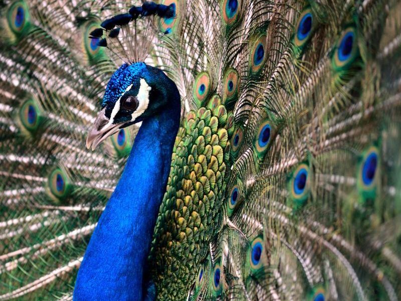 19. Peacock