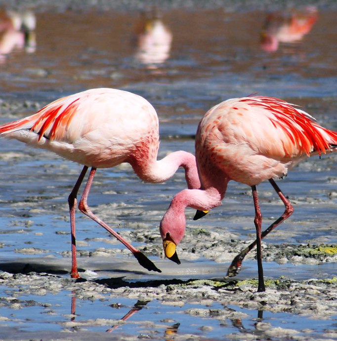 8. Flamingo