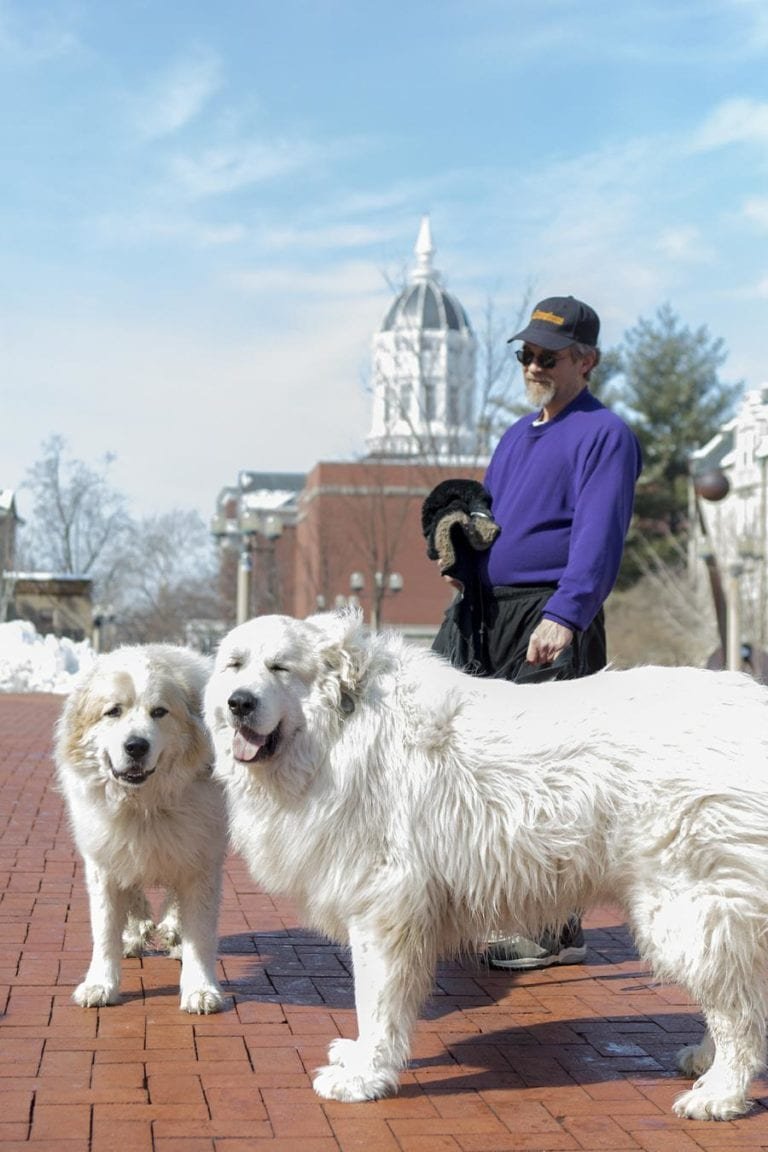 Пиренейская горная собака фото 10 BIGGEST Dog Breeds On Earth - Instaloverz